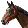 Horse Bridle for Equestrian Equipment