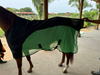 Horse Fly Sheet,Mesh Fly Sheet,Horse Hood Or Rash Guard,Winter Horse Rugs ,Heavyweight Waterproof Horse Rug,
