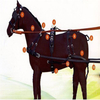 Horse212 Horse Girth for Equestrian Equipment